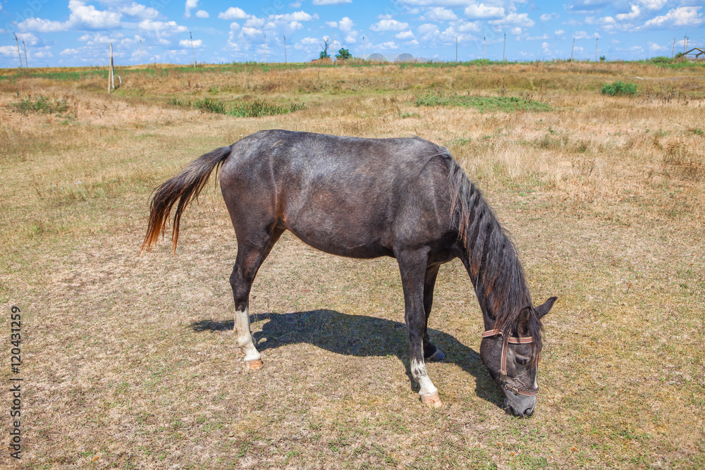 Fototapeta premium domestic horse grazing