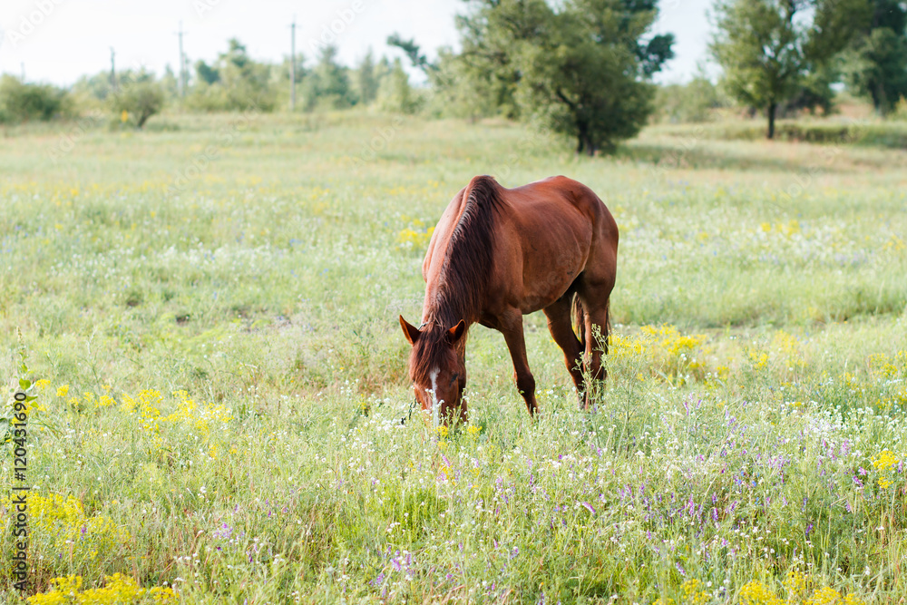 Brown horse eating grass on the field Brown horse eating grass on the field