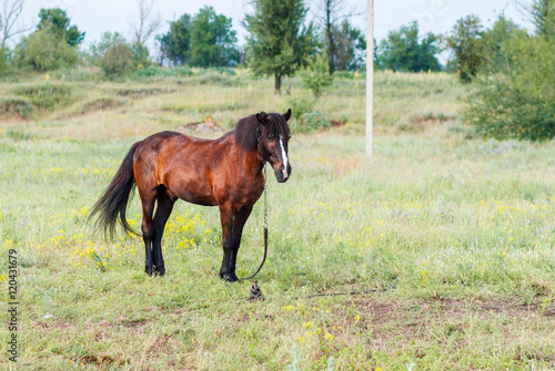 Brown horse on a summer pasture