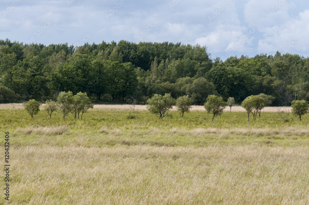 Small trees in the field in front of the high forest Small trees in the field in front of the high forest