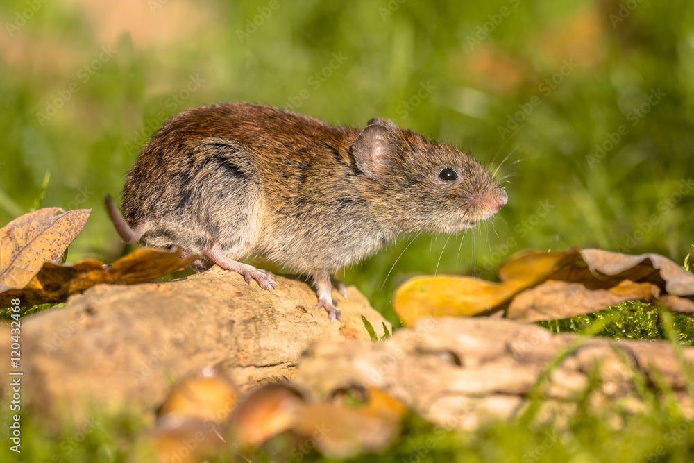 Bank vole posing on log Bank vole posing on log