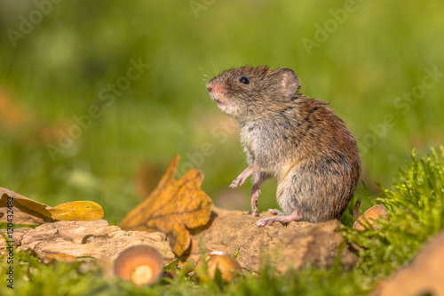 Bank vole in natural autumn habitat