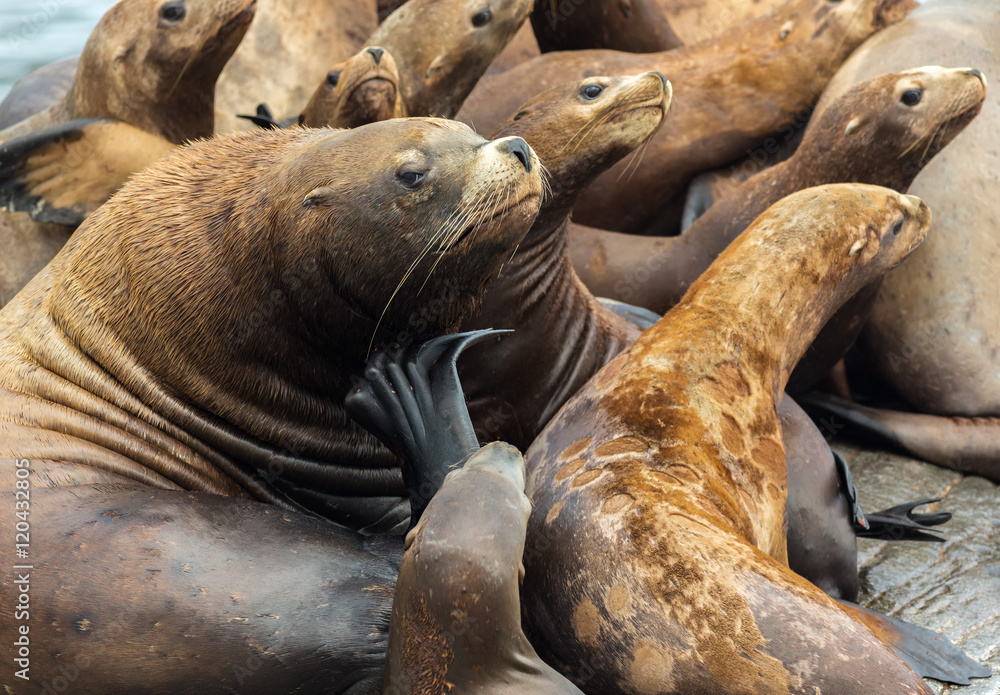 Obraz premium Rookery Steller sea lions. Island in Pacific Ocean near Kamchatka Peninsula.