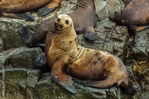 Rookery Steller sea lions. Island in Pacific Ocean near Kamchatka Peninsula.