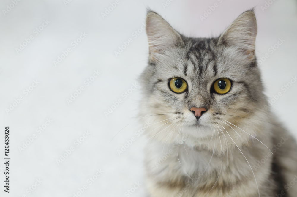 Tabby Persian cat on a light gray background