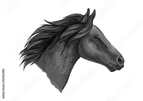 Black stallion horse sketch with racehorse head