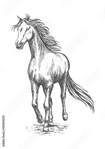 Horse gallop running. Pencil sketch portrait