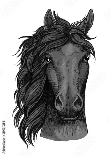 Black raven horse full face artistic portrait
