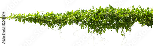Quadro su tela vine plants isolate on white background