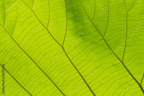 Green Leaf texture background