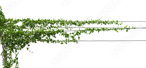 Vines on poles, plant isolated on white
