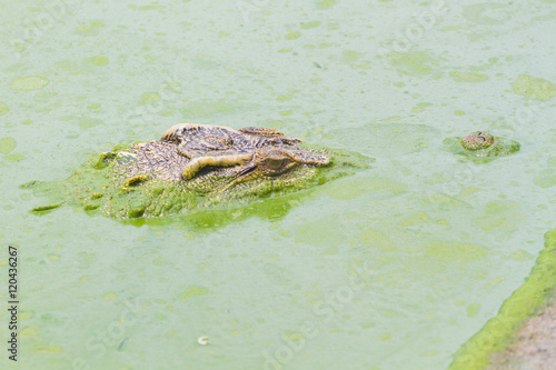 horizontal photo of wild crocodile on the green river © a3701027