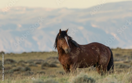 Tableau sur toile Wild Stallion