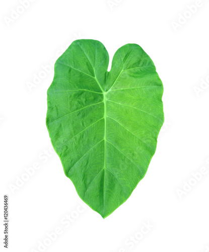 Green heart leaf  Elephant Ear Plant . Mobile photography