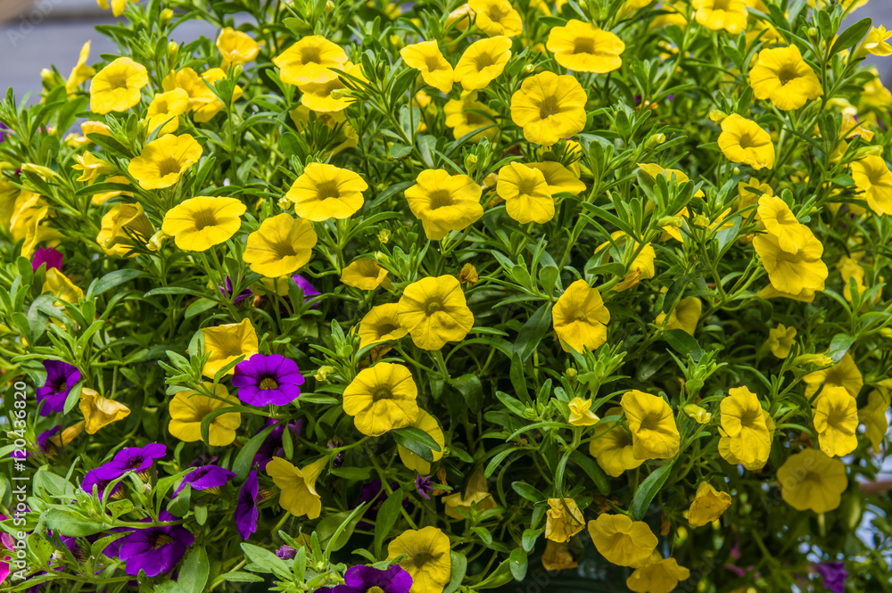 Obraz premium Colorful petunia plants in full bloom