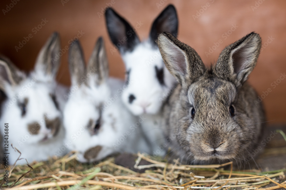 Obraz premium Curious grey bunny with its siblings in the cage