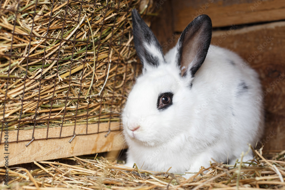 Fototapeta premium Cute white bunny sitting near basket with hay