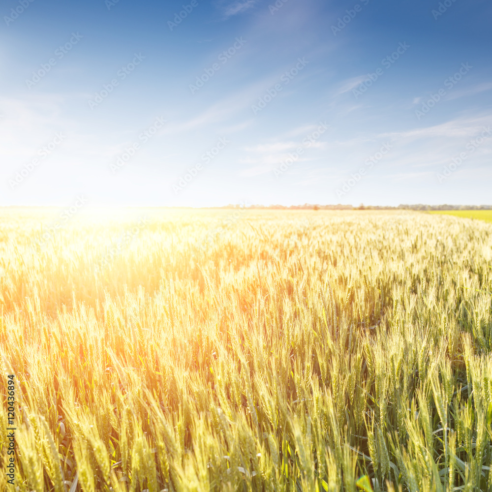 Field of ripe wheat with blue sky in sunset beams