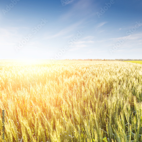 Field of ripe wheat with blue sky in sunset beams