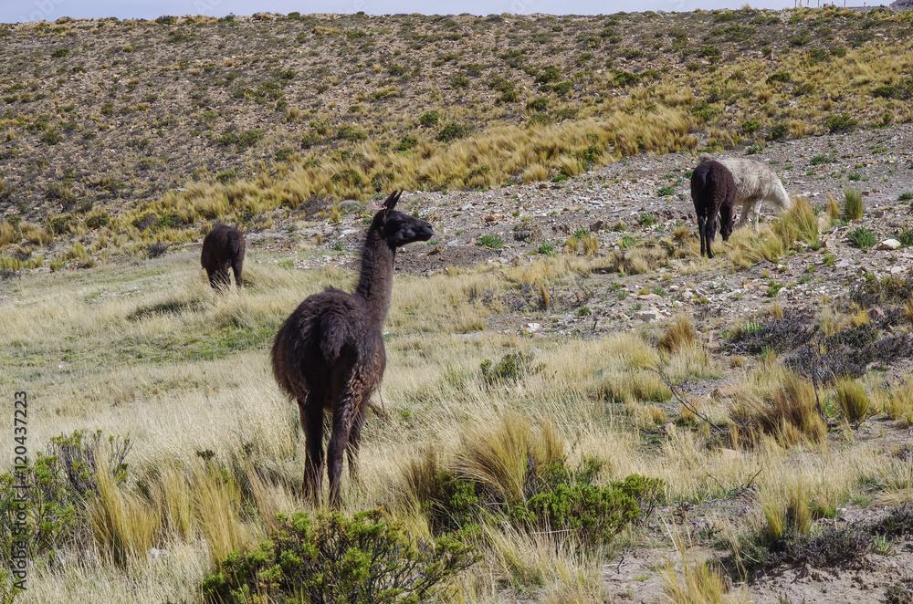 Obraz premium Alpaca in Andes mountains platea near Arequipa, Peru
