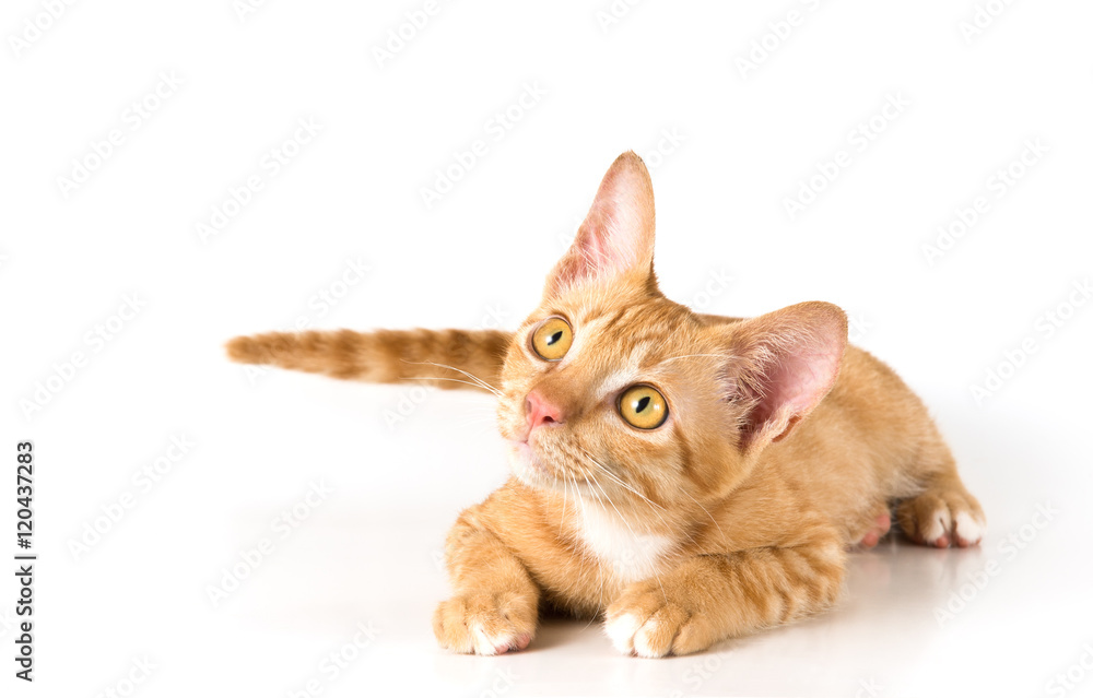 young cute ginger cat looking