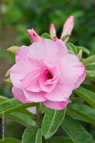 Pink Bignonia flower blooming