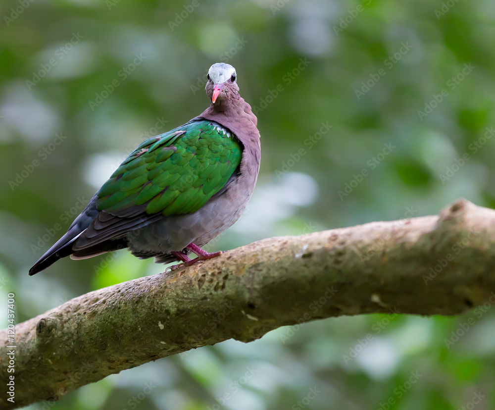 little bird sitting on a tree in forest