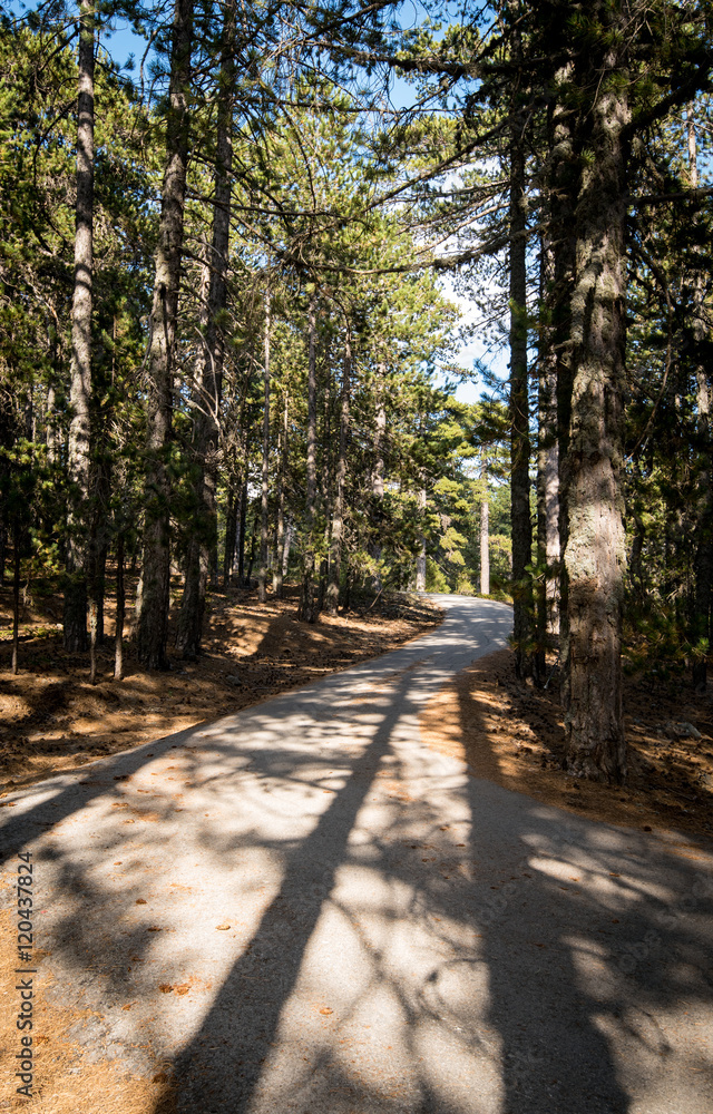 Empty road passing through the forest Empty road passing through the forest
