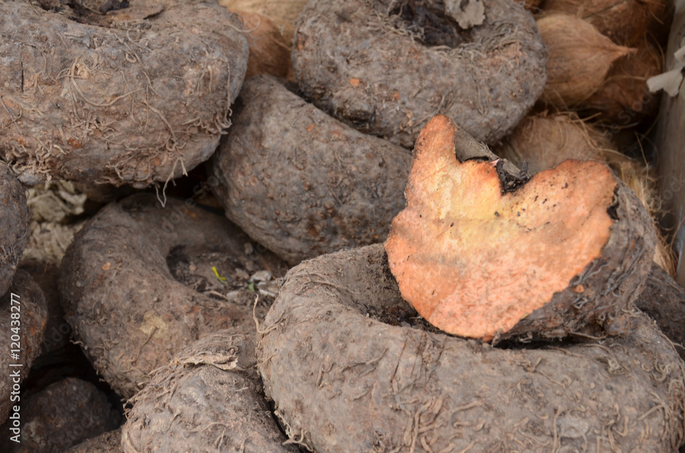 Fototapeta premium Amorphophallus paeoniifolius or elephant foot yam
