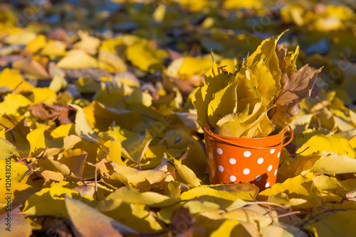 Hello, autumn. Small bucket with fallen autumn leaves. yellow fallen leaves in autumn park. 