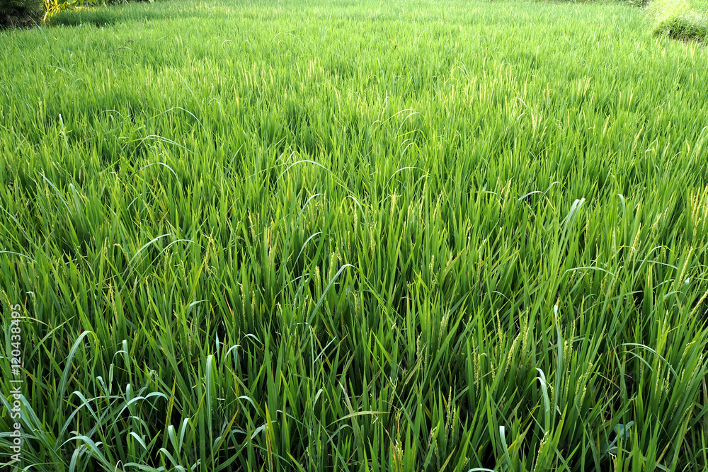 Fototapeta premium rice field