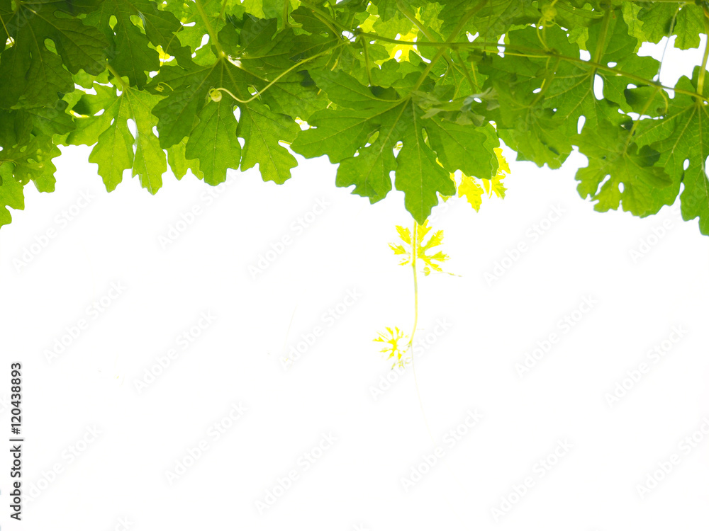 Obraz premium vine creeper leaves isolated