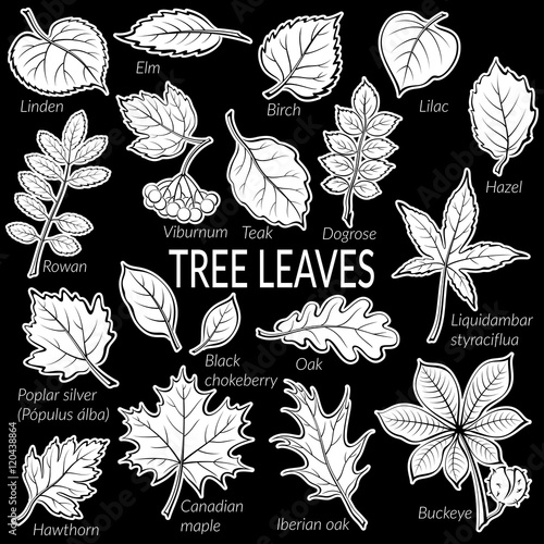 Pictograms Set, Tree Leaves, Dogrose, Oak, Iberian Oak, Maple, Liquidambar, Hawthorn, Poplar Silver, Hazel, Elm, Birch, Linden, Rowan, Chestnut, Buckeye, Viburnum, Chokeberry, Lilac and Teak. Vector