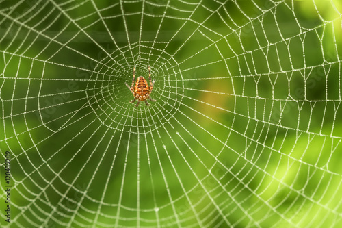 Spider web in the middle