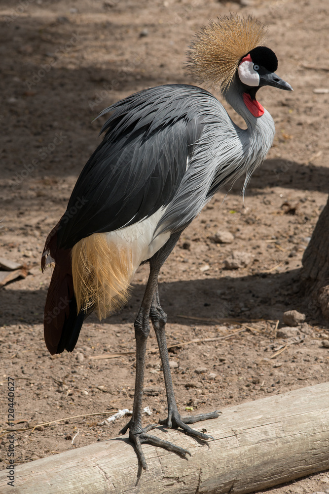 Fototapeta premium Grey crowned crane