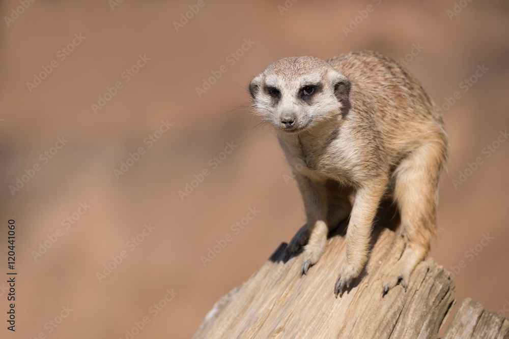 Fototapeta premium meerkat lub suricate