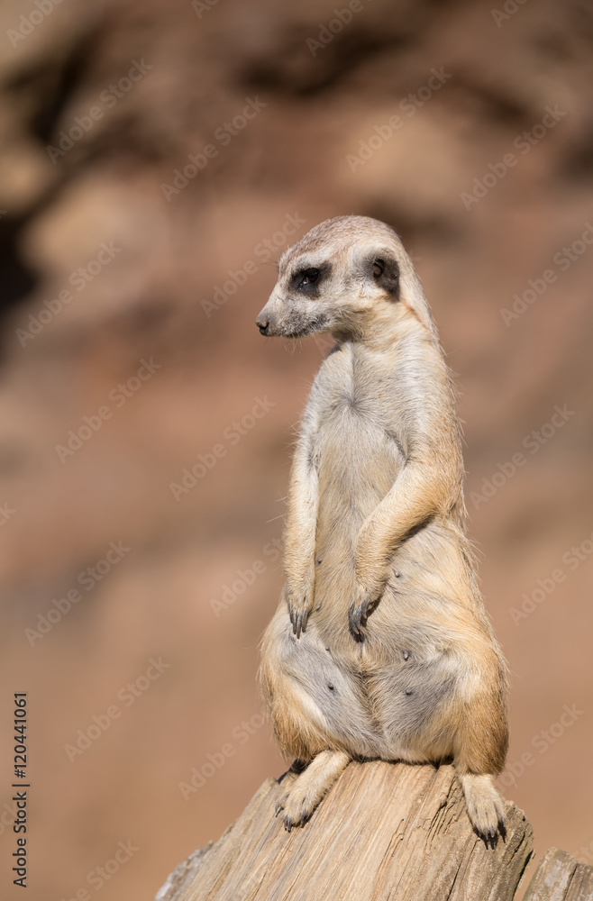 meerkat or suricate meerkat or suricate
