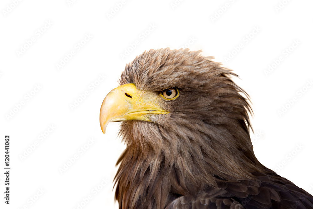 Big Sea Eagle (Haliaeetus albicill) Big Sea Eagle (Haliaeetus albicill)