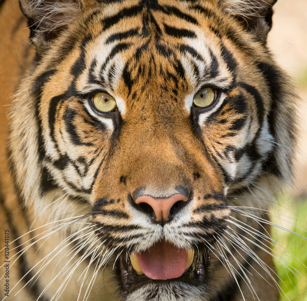 Naklejka premium Sumatran Tiger, Panthera tigris sumatrae