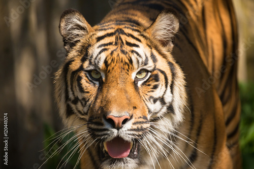 Sumatran Tiger  Panthera tigris sumatrae