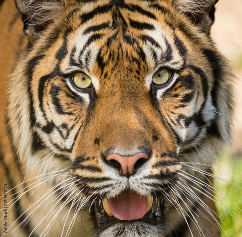Sumatran Tiger  Panthera tigris sumatrae