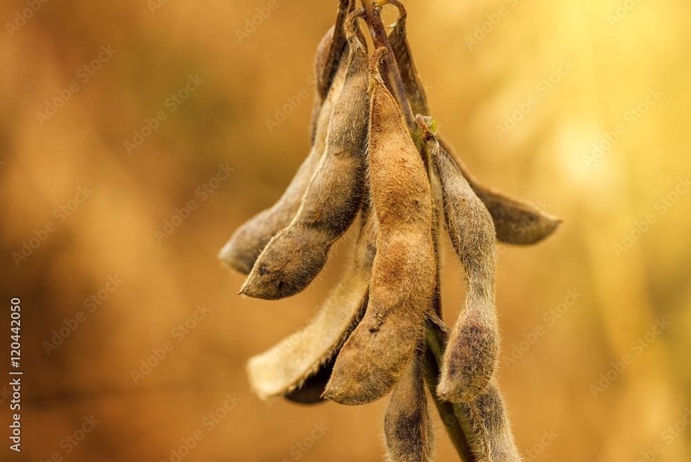 Fototapeta premium Close up of ripe soybean crop pods in cultivated field