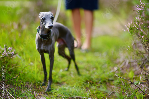 Cute italian greyhound dog on a walk photo