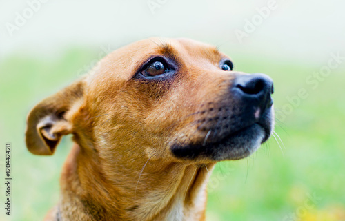 muzzle of a dog on a background of nature