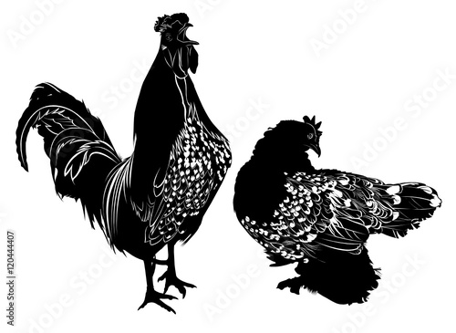 homemade agricultural bird rooster and chicken