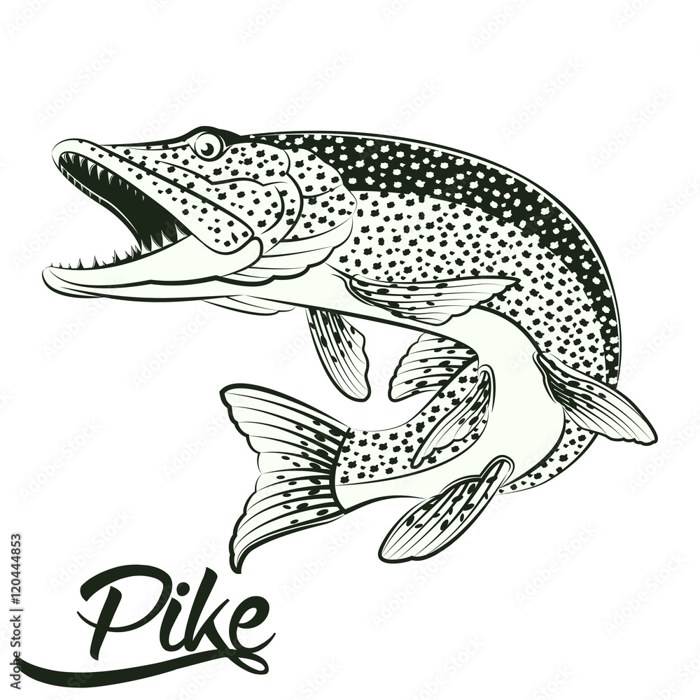 Fototapeta premium Jumping Pike isolated
