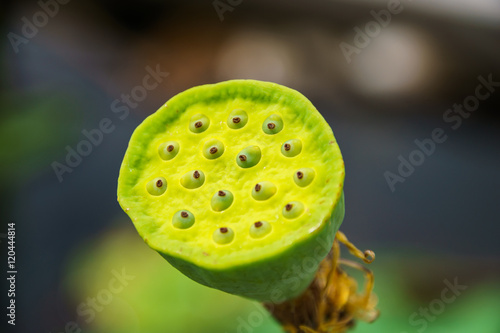 Lotus Pod - close up of a pod of lotus flower.Close up of a multi colored lotus seed pod with seeds. photo