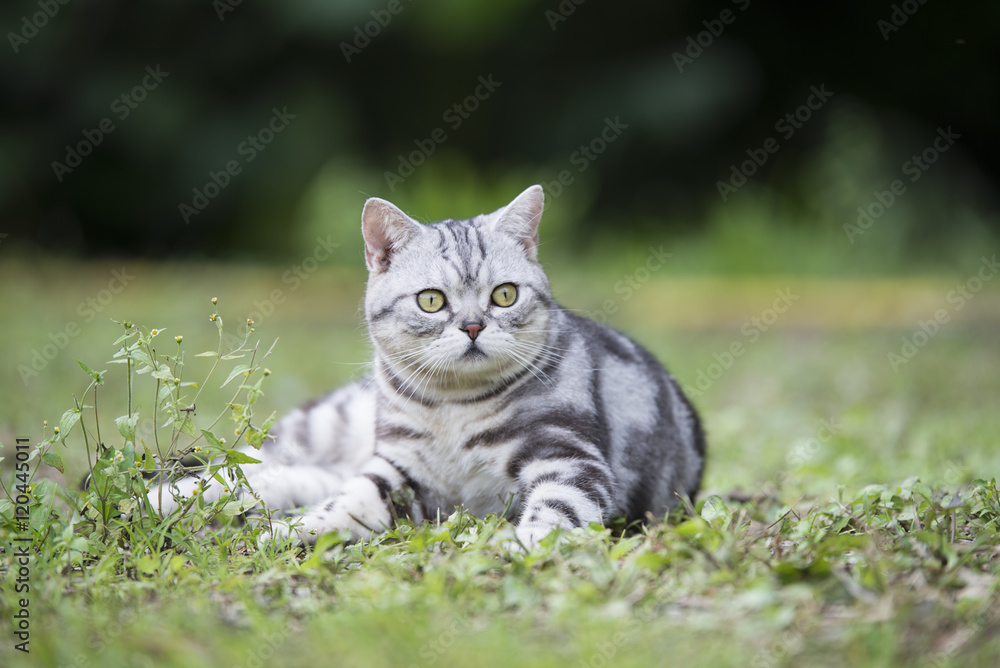The cat lying on the grass