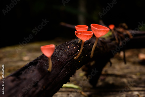 beautiful fungi cup in rain forest