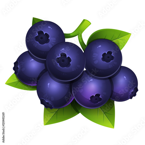 Illustration of bilberry with leaves